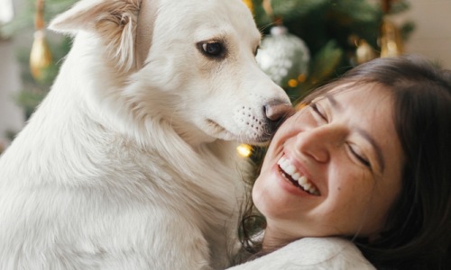 white large dog being held by woman with festive christmas background