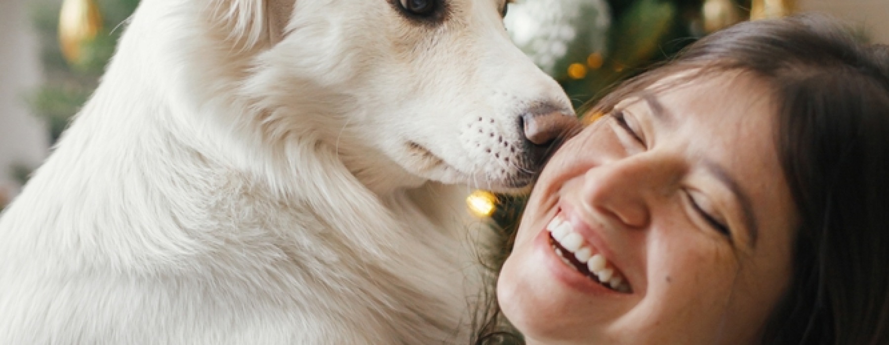 white large dog being held by woman with festive christmas background